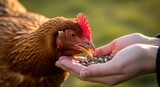 Close-up of a brown chicken eating seeds from a person's outstretched hands