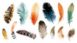 © Qaqas - Set of a variety of feathers - brushes, vector, isolated on white background.