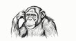 © ikoo - Detailed Drawing of Chimpanzee Portrait.
