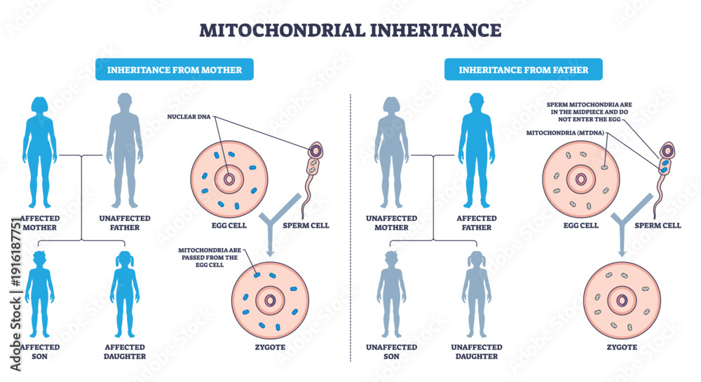 Mitochondrial inheritance illustrated, maternal mtDNA passes via egg ...
