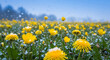 © sahenur89 - Vibrant Yellow Buttercups and Dandelions Covered in a Light Spring Snowfall