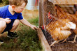 © Cavan Images - Young Child Feeding Chickens in Coop