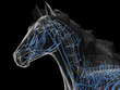 © Sebastian Kaulitzki - Detailed Rendering Highlighting The Veins Of A Horse Body