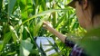 © DawDunia - Female farmer inspecting corn crop quality in a field while using a digital tablet for data analysis and smart farming insights, managing agricultural technology