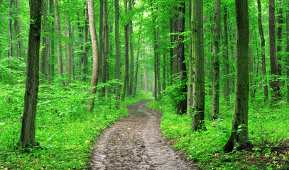 forest trees. nature green wood backgrounds