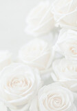 Soft Light White Rose Background Texture