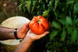 © Westend61 - Hands of a woman holding a tomato