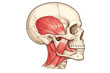 © icon_art - A detailed medical illustration showing a lateral view of a human skull with the primary muscles of the head and neck clearly visible against a solid black background.