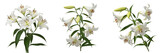 White Lily Flower Arrangement Set Isolated on White Background