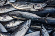 © VSzili - Fresh Tuna Fish at Seafood Market