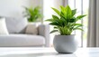 © Reza - A vibrant potted houseplant, with bright green foliage, sits atop a crisp white table, near a blurred sofa and sunlit window