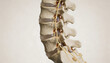 © Art_spiral - Lumbar spine anatomy illustration showing vertebrae intervertebral discs spinal cord nerve roots cauda equina for orthopedic neurosurgery and radiology education