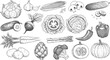 © Md - Hand drawn vegetable set with cabbage carrot corn pepper pumpkin and organic farm produce illustration