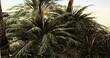 © icetray - Vibrant tropical plants populate a coastal area under bright sunlight. The lush greenery contrasts with the sandy beach and distant ocean view, creating a tranquil atmosphere.