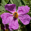 © Hervé Rouveure - Une abeille butinant sur une fleur de ciste