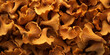 © marini - top view of golden chanterelle mushrooms on forest floor, natural texture, warm earthy tones
