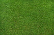 © Igor Link - green grass texture - well-groomed turf in the garden or soccer stadium