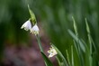 © Penny - close up of White bell shaped flowers of Snowdrops Galanthus nivalis with a blurred green background