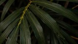 Close-up of dark green bamboo leaves with a thin stem.