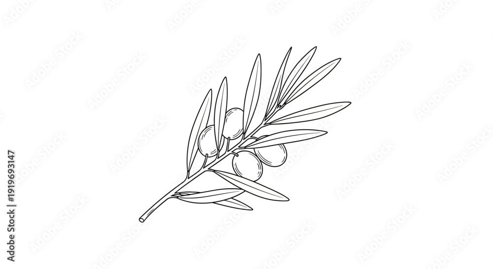 Hand-drawn olive branch with olives and leaves, black and white sketch ...