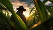 © gdgaffar - Low angle view of farmer working in corn field at sunset with golden light