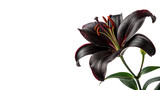 A black lily flower stands upright with its smooth petals open wide isolated on transparent background cut out