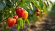 © S A H I N  - Red and yellow bell peppers growing on plant in sunny garden
