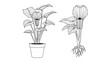 © Rowan - Educational black and white line drawing of a potted plant alongside a separate view of its complex root system.
