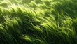 © Haya - Close-up of sunlit, swaying, vibrant green grass in a field, blown by the wind, creating a soft, textured landscape