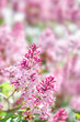 © Tatjana - Pink lilac blossoms in warm evening light. Spring floral background with copy space.
