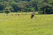 © Leonardo Borges/Stocksy - Ziplining adventure over a meadow