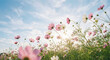 © Sanoor - Vibrant pink and white cosmos flowers swaying gently in a lush green field under a serene blue sky with wispy clouds on a sunny day