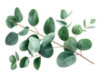 © a muh sakaria - Digital illustration of eucalyptus branches, green leaves on black background