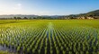 © muhammad - Vast green rice paddies stretching towards rolling hills under a clear blue sky