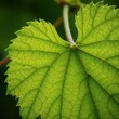 © retirementfun - Extreme close-up of a vibrant green grape leaf showing the detailed veins, serrated edges, and complex, rough surface texture, vibrant, healthy, fresh