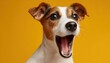 © Andrii - Bright Yellow Background Showcasing A Jack Russell Terrier In A Hilarious Pose, Capturing The Dog'S Energetic Personality. Portrait Of A Playful Pet.