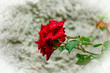 © Maria Novas - rosa vermelha