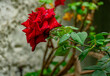 © Maria Novas - rosa vermelha com gotas de água