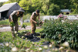 © Serena Burroughs/Stocksy - female run flower farm with workers harvesting peony in june