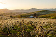 © Dene' Miles - Blooming pear orchards, a barn and rolling hills at sunset in Oregon