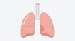 © Awaludin - Human Lungs and Trachea Respiratory System Illustration.