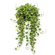 © Global Designpor24 - Lush green trailing plant hanging down from a white pot against a plain background isolated on white background