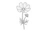 © Md - Detailed black and white line drawing of a cosmos flower with a budding stem and delicate leaves on a white background.