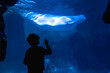 © unai - Child interacting with beluga whale at aquarium