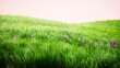 © icetray - A beautiful meadow stretches across the landscape, covered in lush green grass and dotted with clusters of vibrant purple flowers. The soft light creates a peaceful atmosphere.