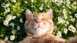 © Vera D - Relaxed orange tabby cat enjoying sun among chamomile flowers