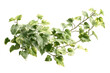 © MD USUB BISWAS - Variegated ivy plant branch isolated on transparent background. Lush green and white variegated ivy plant isolated on white background.