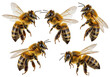 © Kasper - Six hyper-detailed honey bees frozen in flight, displaying fuzzy golden thoraxes and iridescent wings against a stark white background, concept of biological study