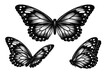 © Влада Яковенко - Butterfly wings, A large tropical butterfly wing pair presented as one object across three views highlighting wide wingspan, strong vein