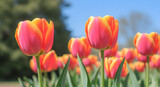 Vibrant pink and orange tulips in a sunny garden on a clear day